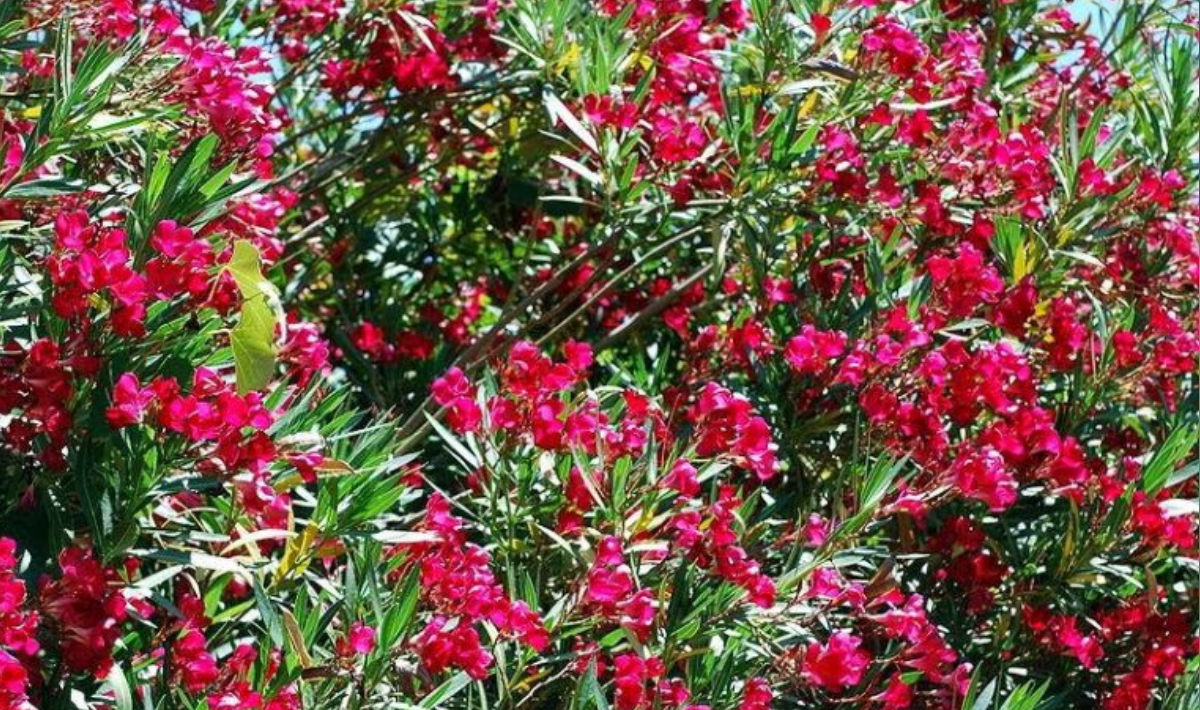 Εντείνονται οι ανησυχίες για τις πικροδάφνες σε σχολεία και παιδικές χαρές (βίντεο)