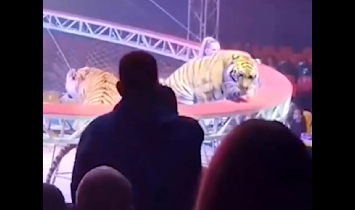 Τρόμος σε τσίρκο στη Ρωσία – Τίγρης ξέφυγε και όρμησε στο κοινό (βίντεο)