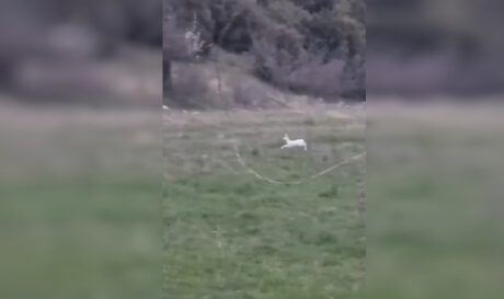 Ημαθία: Αγρότης εντόπισε σπάνια λευκά ζαρκάδια στο χωράφι του! (βίντεο)