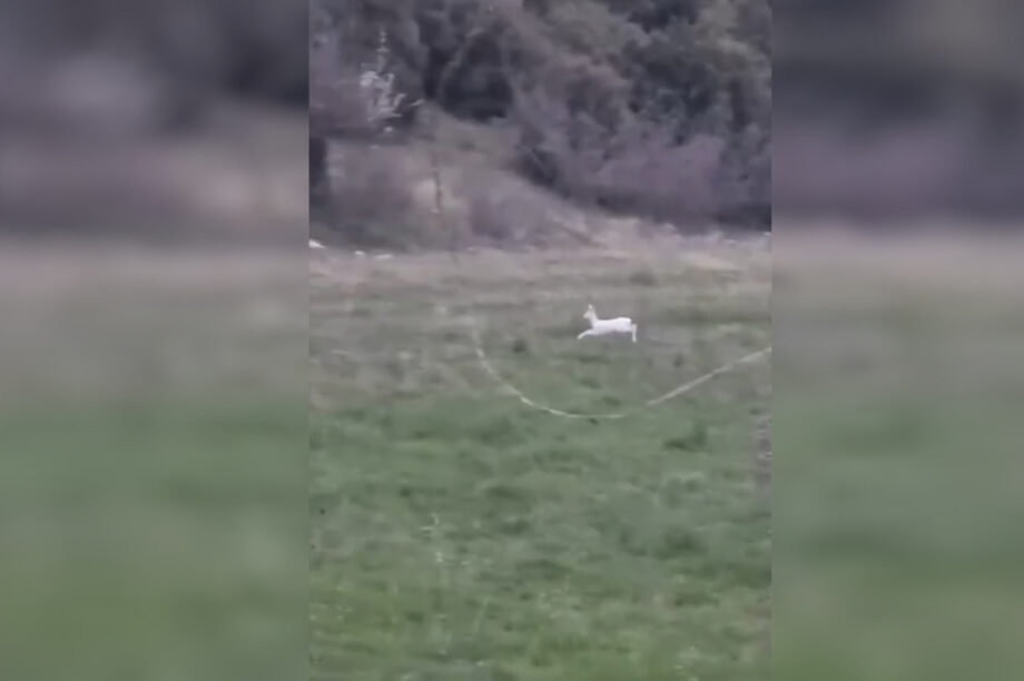 Ημαθία: Αγρότης εντόπισε σπάνια λευκά ζαρκάδια στο χωράφι του! (βίντεο)