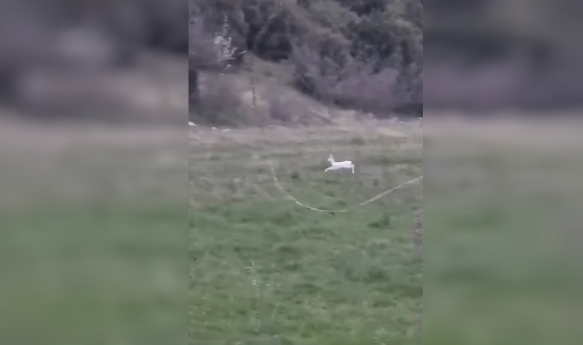 Ημαθία: Αγρότης εντόπισε σπάνια λευκά ζαρκάδια στο χωράφι του! (βίντεο)