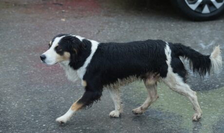 Αδέσποτα Ζώα Adespota Zoa