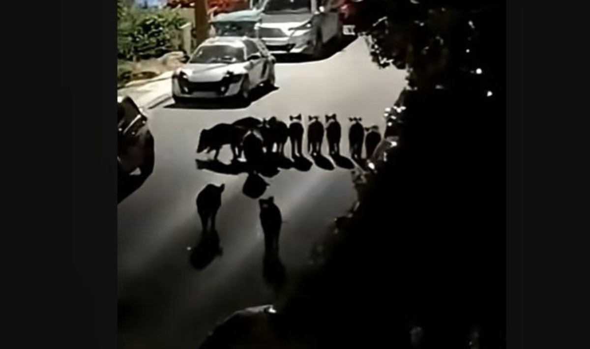 Θεσσαλονίκη: Αγέλη αγριογούρουνων εμφανίστηκε έξω από σπίτια (βίντεο)