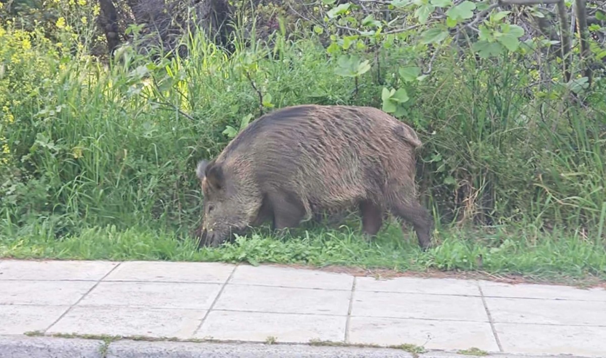 Εκάλη: Aγριογούρουνο έκανε την εμφάνισή του κοντά στον ιερό ναό της Αγίας Μαρίνας (βίντεο)