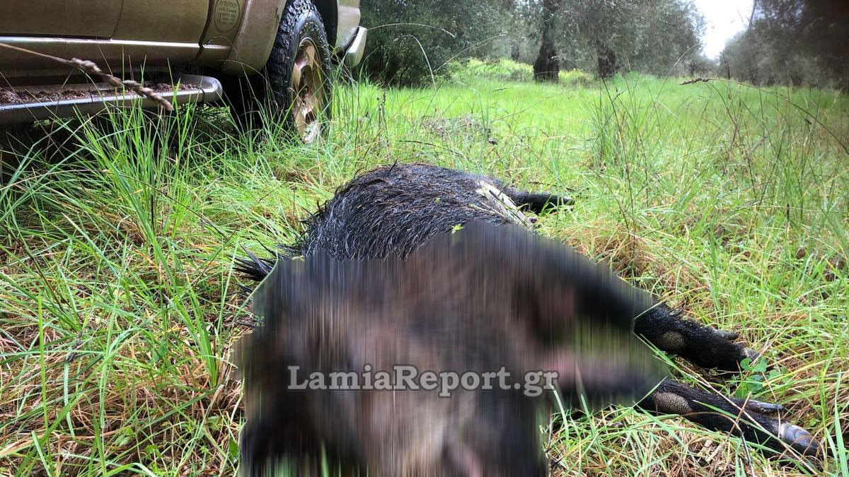 Τροχαίο ατύχημα με αγριογούρουνο στην Αταλάντη – Δείτε φώτο