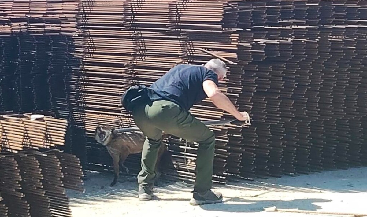 Αλεπού εγλωβίστηκε σε μπετόβεργα στο εργοτάξιο του Ελληνικού