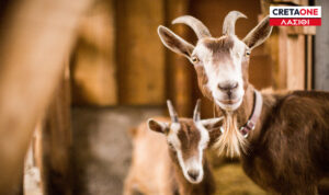 Λασίθι: Αναγνώρισε τις κατσίκες που του έκλεψαν – Χειροπέδες σε δύο άτομα