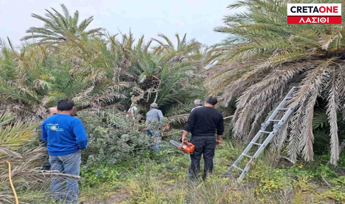 Φοινικόδασος Βάι: Συνεχείς έλεγχοι και ψεκασμοί για το κόκκινο σκαθάρι