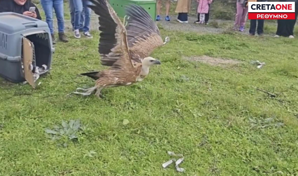 Ρέθυμνο: Έξι γύπες άνοιξαν ξανά τα φτερά τους προς την ελευθερία – Δείτε εικόνες