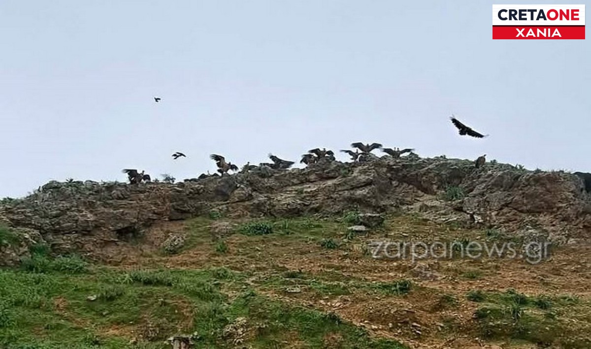 Εντυπωσιακή εικόνα στα Κεραμεία Χανίων: Γύπες ξεκουράζονται σε βράχο (βίντεο)