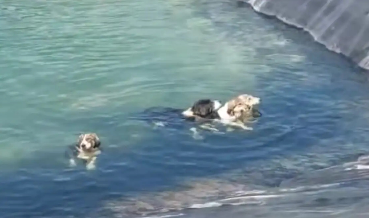 Κατερίνη: Σκυλάκια έπεσαν σε ταμιευτήρα νερού – Τα έσωσαν οι υπάλληλοι του δήμου