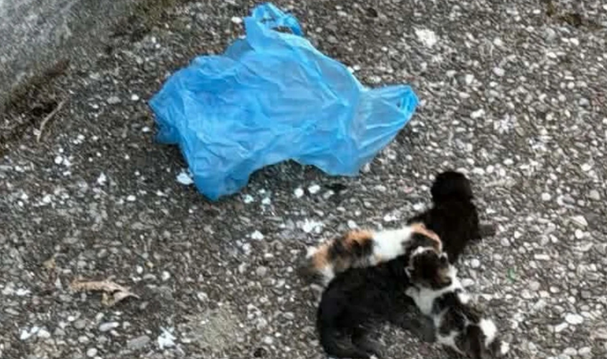 Βρέθηκαν γατάκια σε πλαστική σακούλα – Συνελήφθη άνδρας μετά από καταγγελία