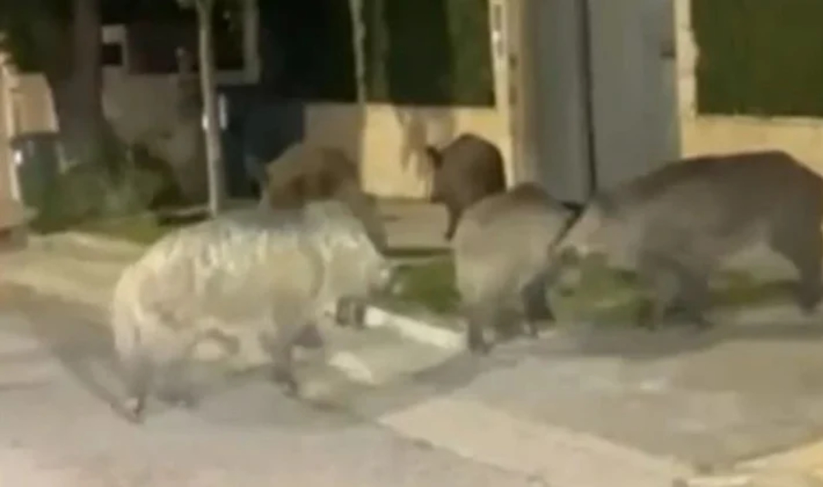 Αγριογούρουνα βόλταραν στην Εκάλη… – Τι τα οδηγεί συνεχώς εκεί