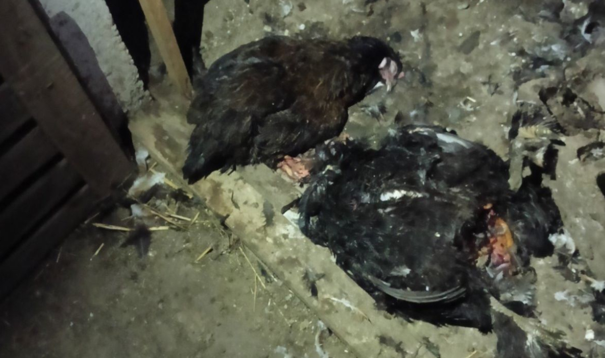 Αναρράχη Εορδαίας: Αρκούδες, λύκοι και… ηλεκτροφόροι φράχτες – Ένα χωριό σε ομηρία