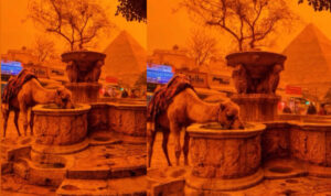 Καλέ… Καμήλες κάνουν βόλτα στα Λιοντάρια Ηρακλείου