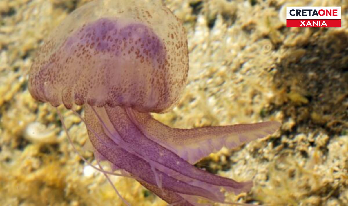 Γέμισε μέδουσες παραλία στα Χανιά – Δείτε το βίντεο