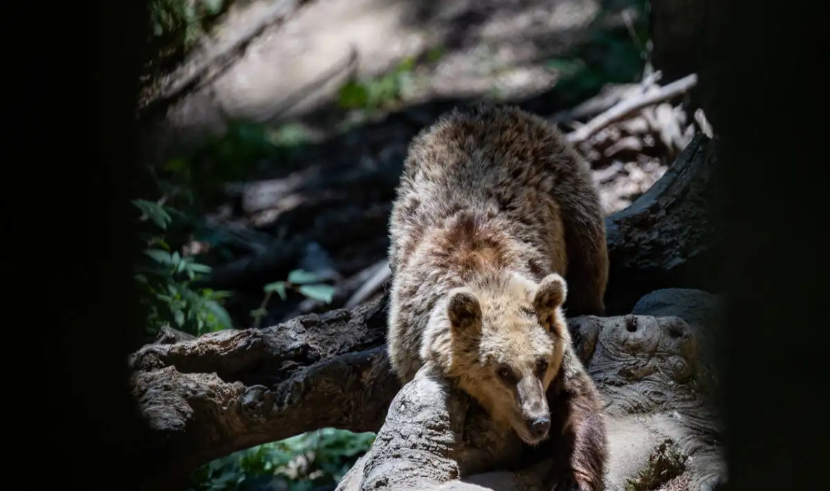 Ωραιόκαστρο: Εμφάνιση αρκούδας κοντά σε κατοικημένες περιοχές – Συναγερμός στον Δήμο