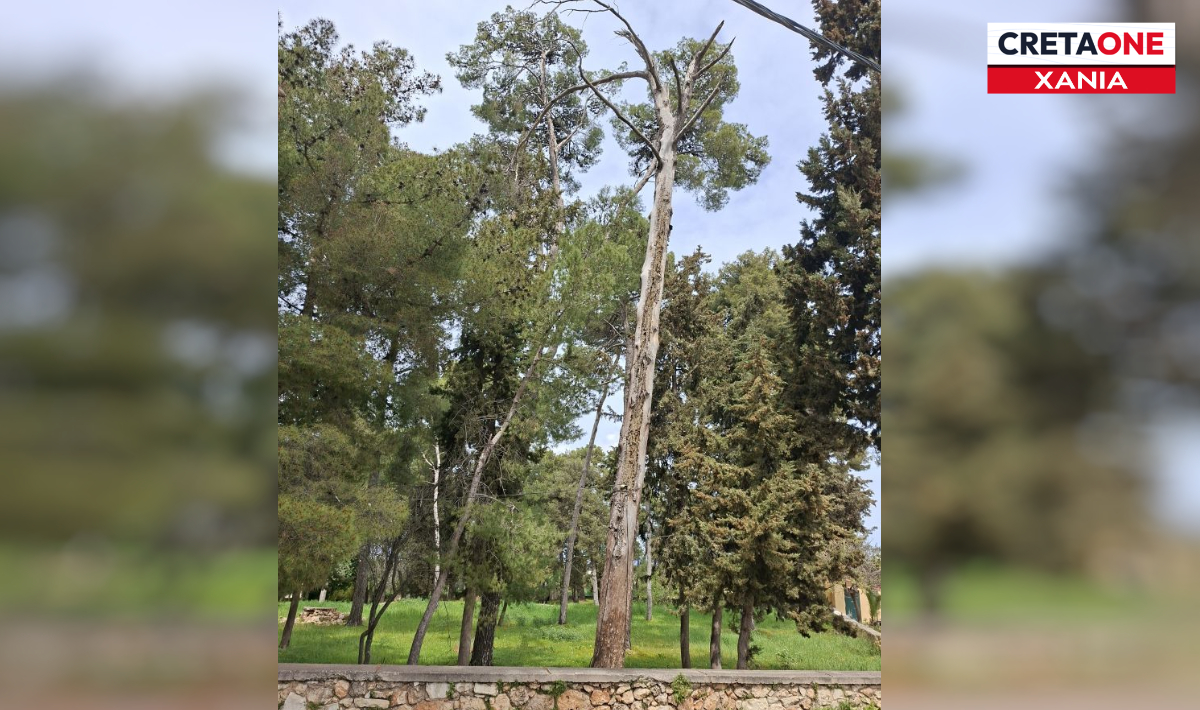 Χανιά: Έντονη ανησυχία για ξερό πεύκο δίπλα σε σχολείο στον Βάμο – Δείτε φωτογραφία