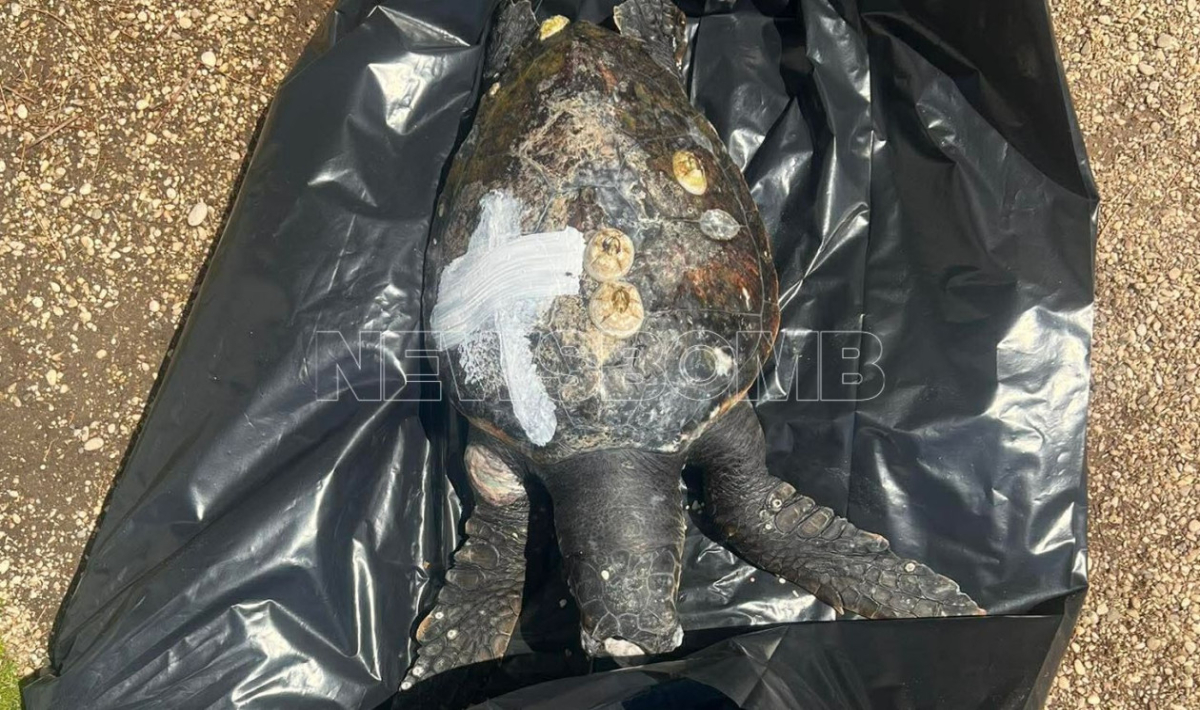 Άλιμος: Νεκρή θαλάσσια χελώνα καρέτα-καρέτα βρέθηκε στην ακτή