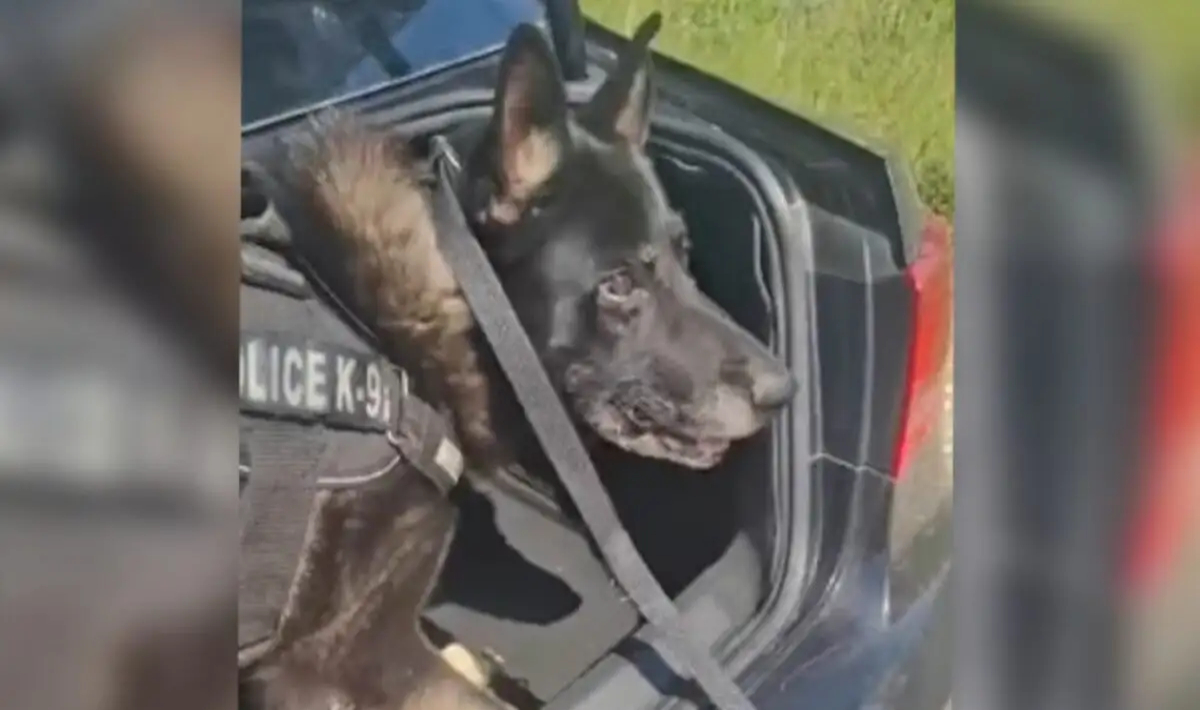 Αστυνομικός σκύλος μυρίστηκε πάνω από ένα κιλό κοκαΐνης σε πορτ μπαγκάζ αυτοκινήτου στην Θεσσαλονίκη