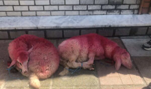 Η απόλυτη κτηνωδία – Έδεσαν πρόβατα και τα έβαψαν κόκκινα έξω από εκκλησία