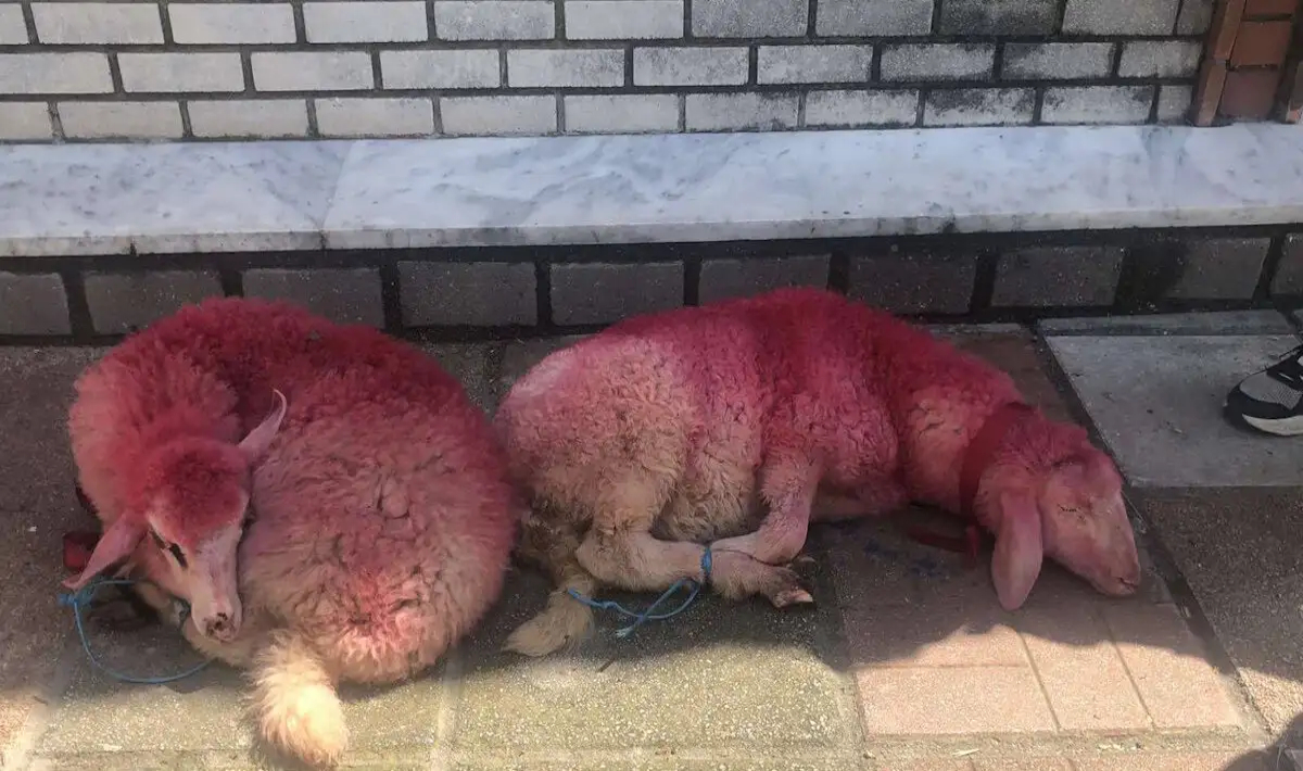 Η απόλυτη κτηνωδία – Έδεσαν πρόβατα και τα έβαψαν κόκκινα έξω από εκκλησία