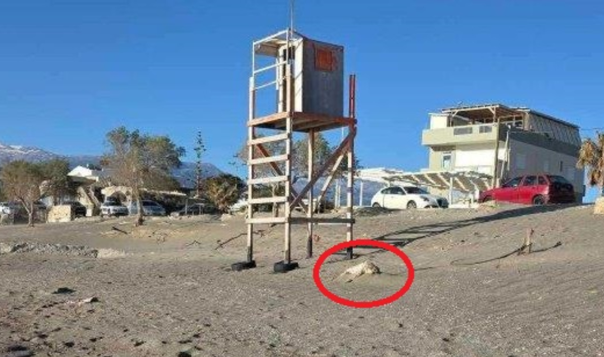 Μεσαρά: Η θάλασσα ξέβρασε κατσίκα σε αποσύνθεση – Δείτε φώτο