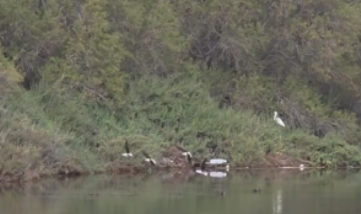 Κρήτη: «Φτερουγίσματα» στη λίμνη Καταλυκή από νεροπούλια – Δείτε βίντεο