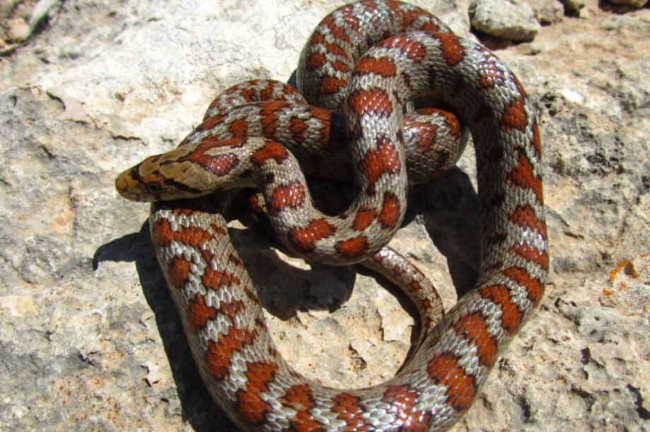 Σύρος δάγκωμα οχιάς