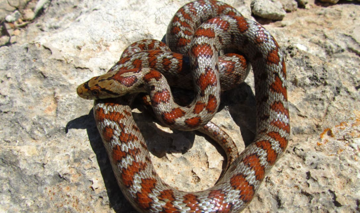 Σε σοβαρή κατάσταση 13χρονος μετά από δάγκωμα οχιάς!