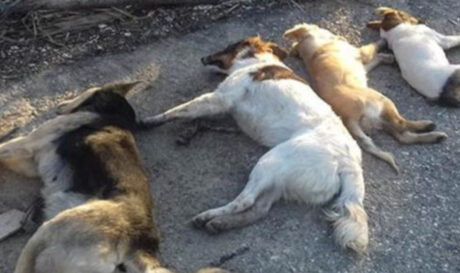 ΣΚΥΛΙΑ ΘΑΝΑΤΩΣΗ