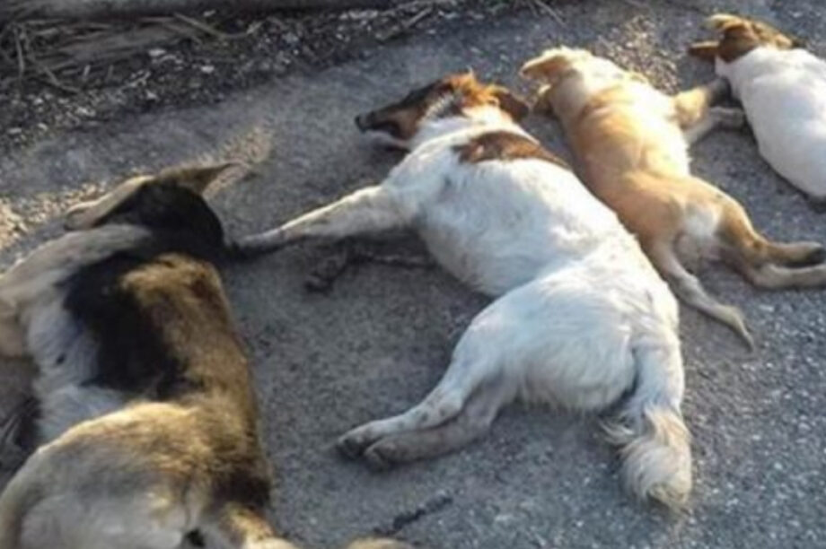 ΣΚΥΛΙΑ ΘΑΝΑΤΩΣΗ