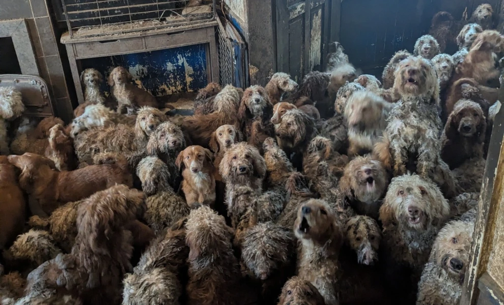 Ηνωμένο Βασίλειο: 250 σκύλοι ζούσαν στριμωγμένοι σε σπίτι (φώτο)