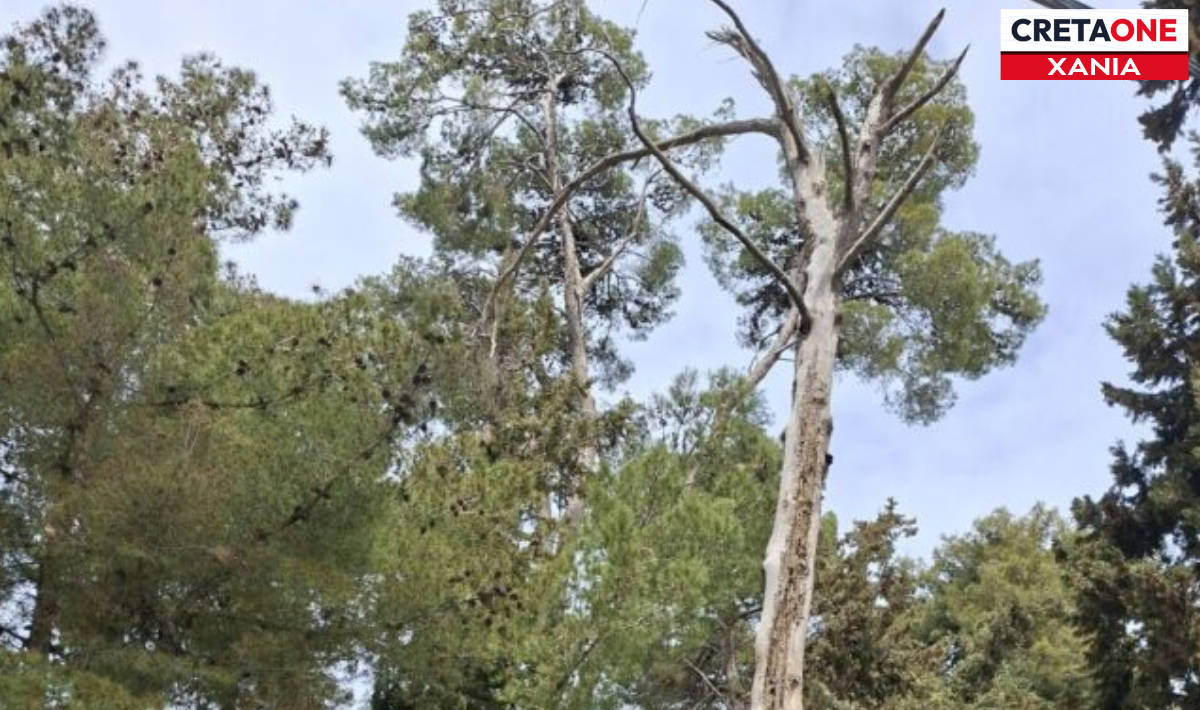 Χανιά: Τεράστιο πεύκο «απειλεί» μαθητές και εκπαιδευτικούς απέναντι από σχολείο