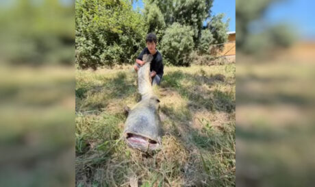 Ισπανία: Πιτσιρικάς πήγε για ψάρεμα και έβγαλε «τέρας» 65 κιλών (βίντεο)