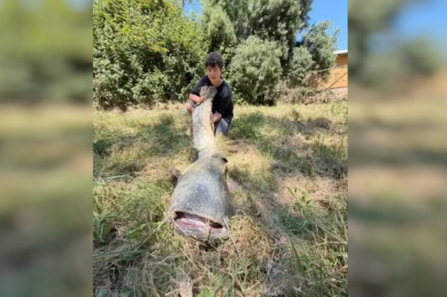Ισπανία: Πιτσιρικάς πήγε για ψάρεμα και έβγαλε «τέρας» 65 κιλών (βίντεο)