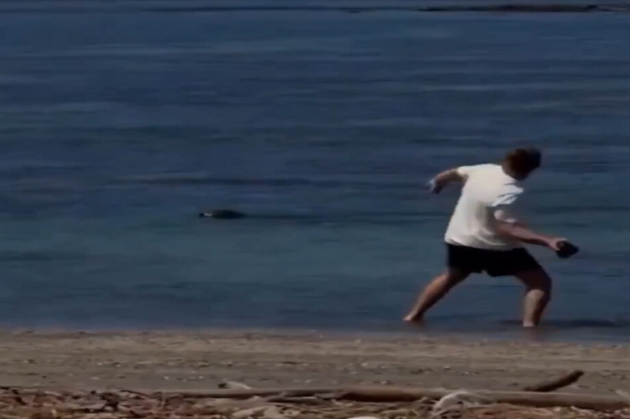 Συνελήφθη και ξυλοκοπήθηκε τουρίστας που πέταξε πέτρα στο κεφάλι απειλούμενης φώκιας στη Χαβάη (βίντεο)