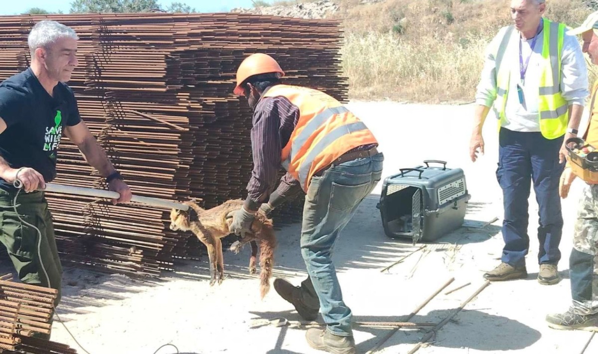 Ελληνικό: Βρέθηκε τραυματισμένη αλεπού σε εργοτάξιο