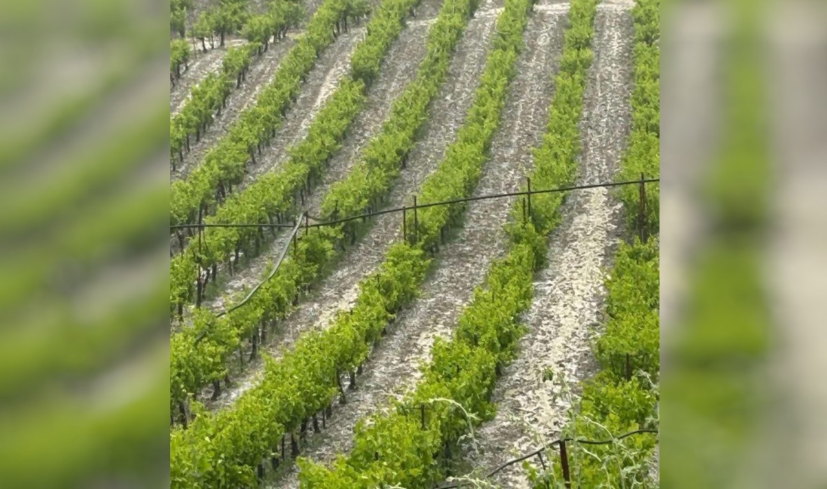 Κρήτη: Ζημιές σε αμπέλια και καλλιέργειες από την χαλαζόπτωση!