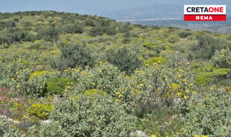 Δασικοί Χάρτες