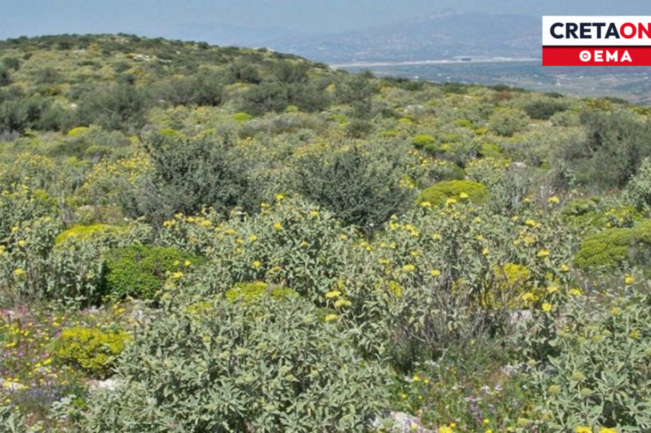 Δασικοί Χάρτες