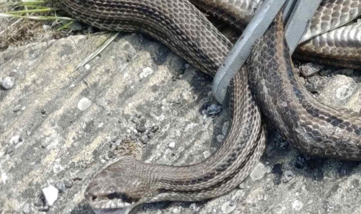 Ναύπακτος: Τεράστιο φίδι «εισέβαλε» σε αυτοκίνητο και μπλόκαρε το τιμόνι