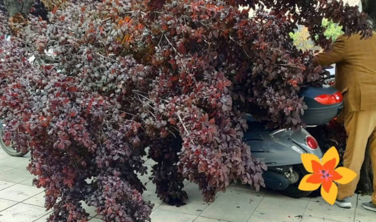 Πάτρα: Κλαδί δέντρου έσπασε και πλάκωσε μηχανάκια (φώτο)