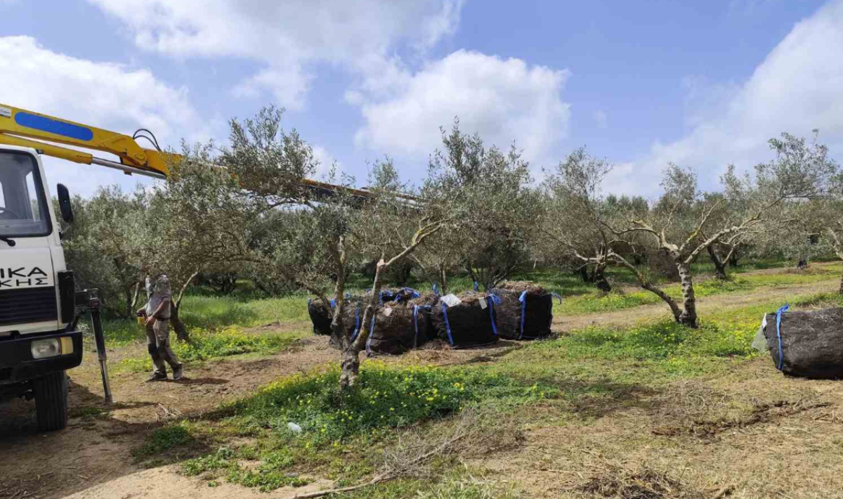 Κρήτη: Έκλεψαν σάκους με κλαδέματα ελιάς που θα ζέσταιναν σχολείο – Καταγγελία πρώην δημάρχου
