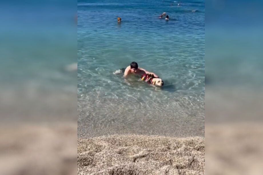 Ήρα: Το σκυλί «φύλακας άγγελος» του Ελληνικού Ερυθρού Σταυρού (βίντεο)