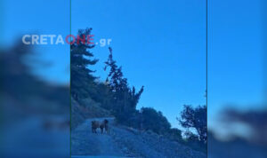 Αγέλες αδέσποτων σκύλων προκαλούν τρόμο στις Αρχάνες (βίντεο)