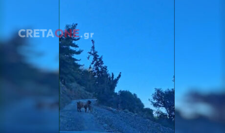 Αγέλες αδέσποτων σκύλων προκαλούν τρόμο στις Αρχάνες (βίντεο)