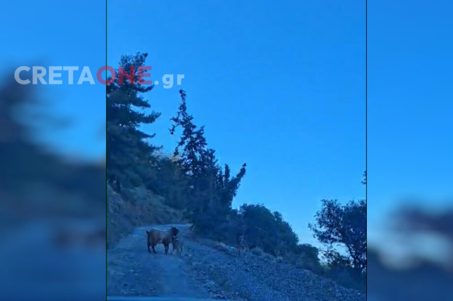 Αγέλες αδέσποτων σκύλων προκαλούν τρόμο στις Αρχάνες (βίντεο)