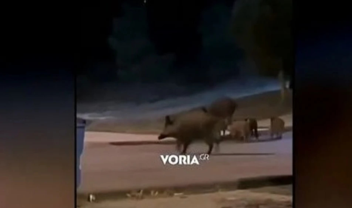 Πανόραμα Θεσσαλονίκης: Αγριογούρουνα σε βόλτα δίπλα σε πάρκο