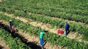 Αμπέλια στην Κρήτη: Τι εργασίες χρειάζονται μετά τις πρώτες φθινοπωρινές βροχές;